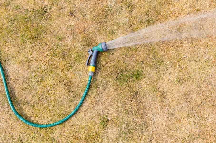 How To Fix a Dead Lawn