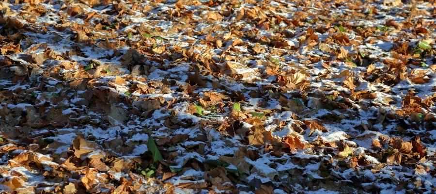 when to fertilize in winter