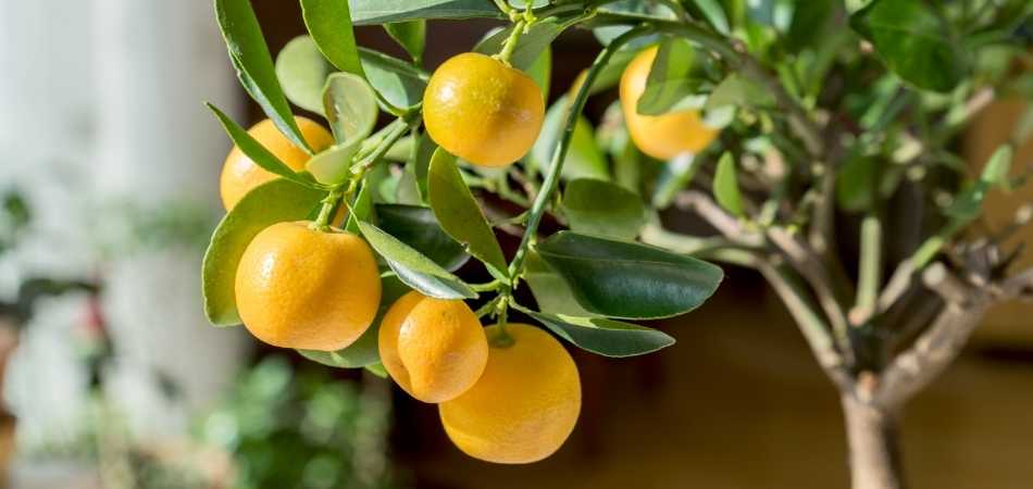 citrus trees for home