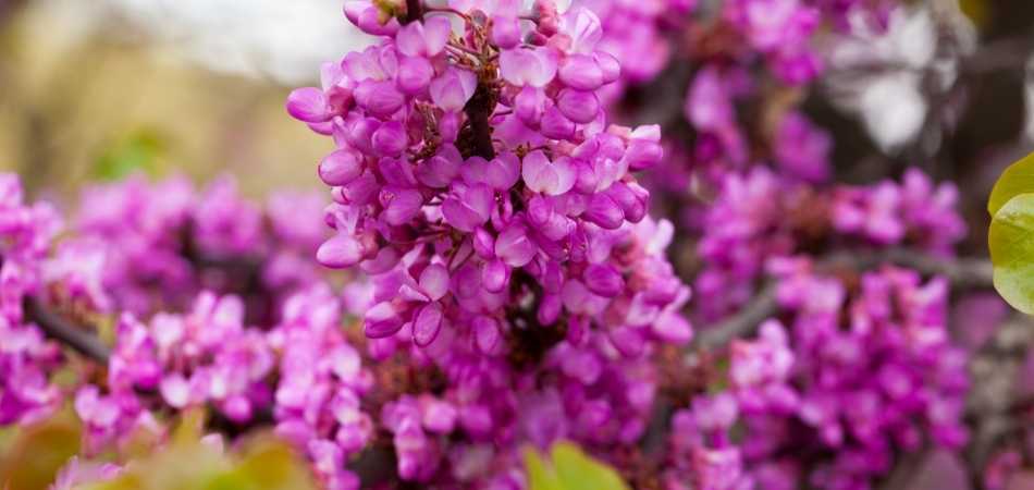 judas tree for home