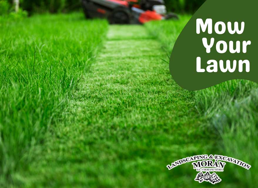 Importance to Mow your lawn during the summer
