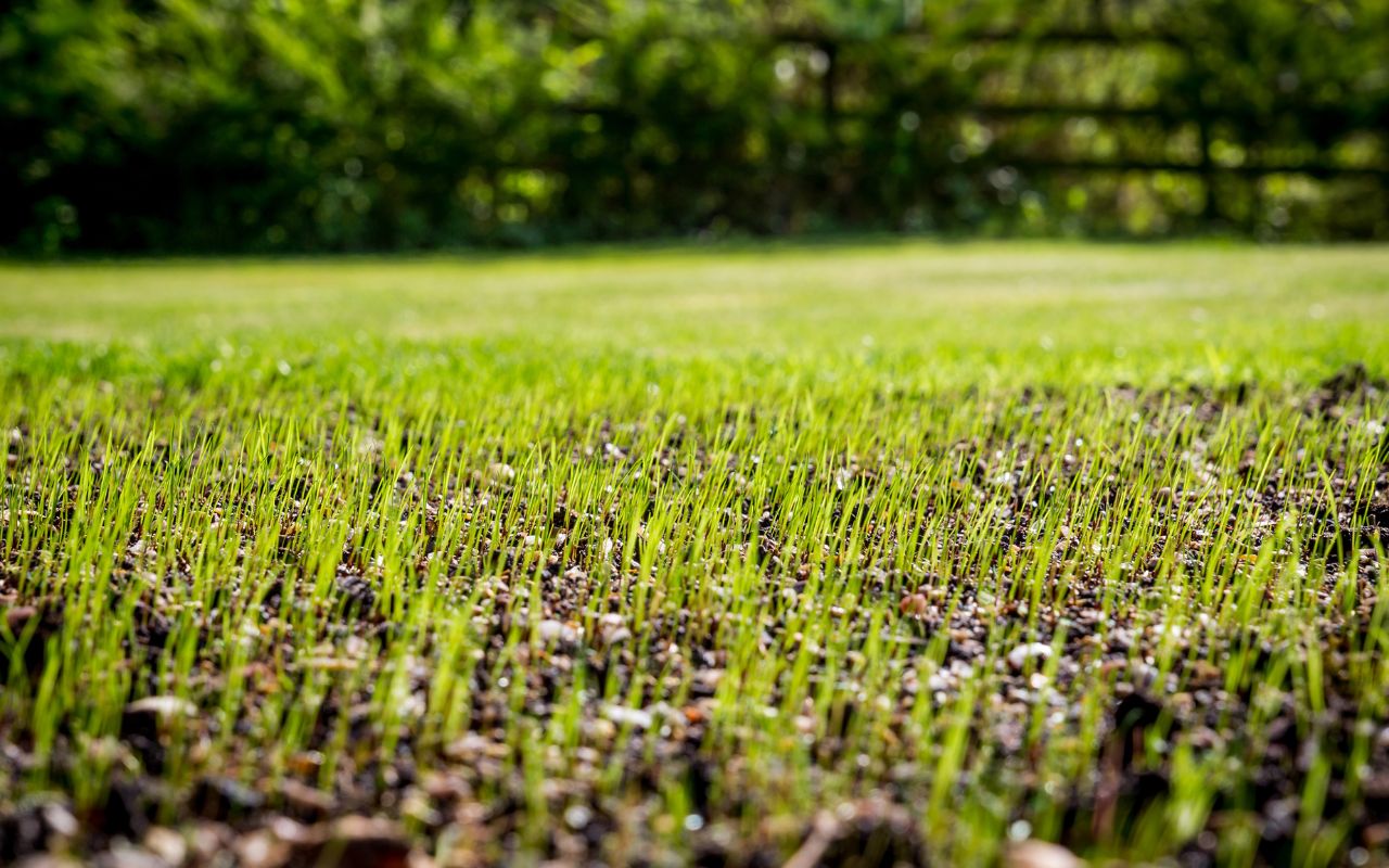 Choosing the right grass seed for autumn lawn