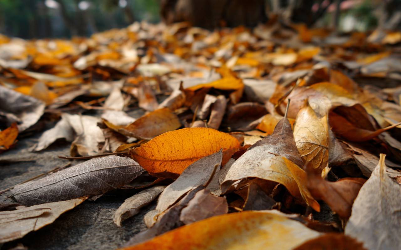 Backyard patio with paver surfaces being cleared using leaf-blowing vs. raking methods.