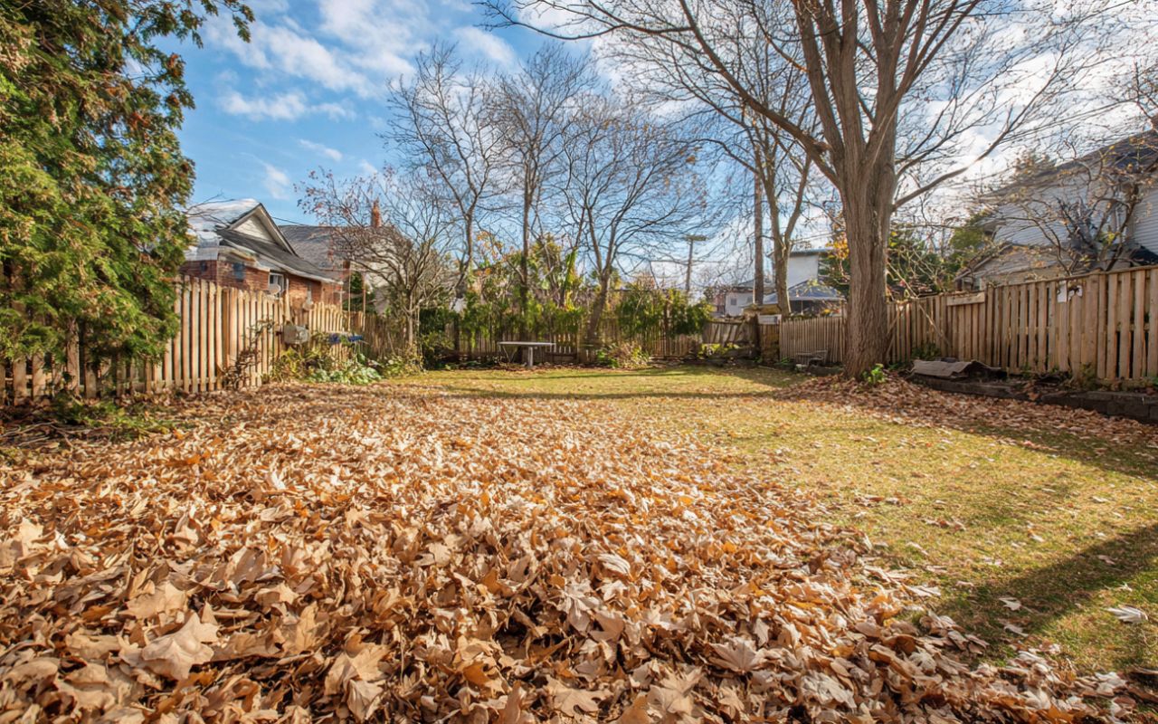 lawn clean up after winter with leaves removed from a healthy spring yard