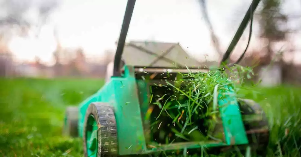 How Short to Cut Grass for Winter