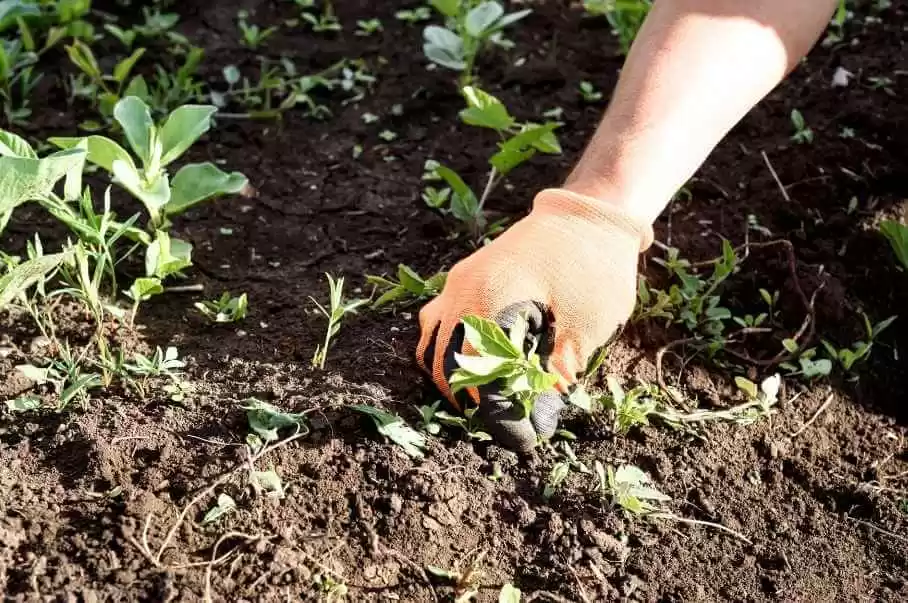 How to Fix Your Lawn Full of Weeds