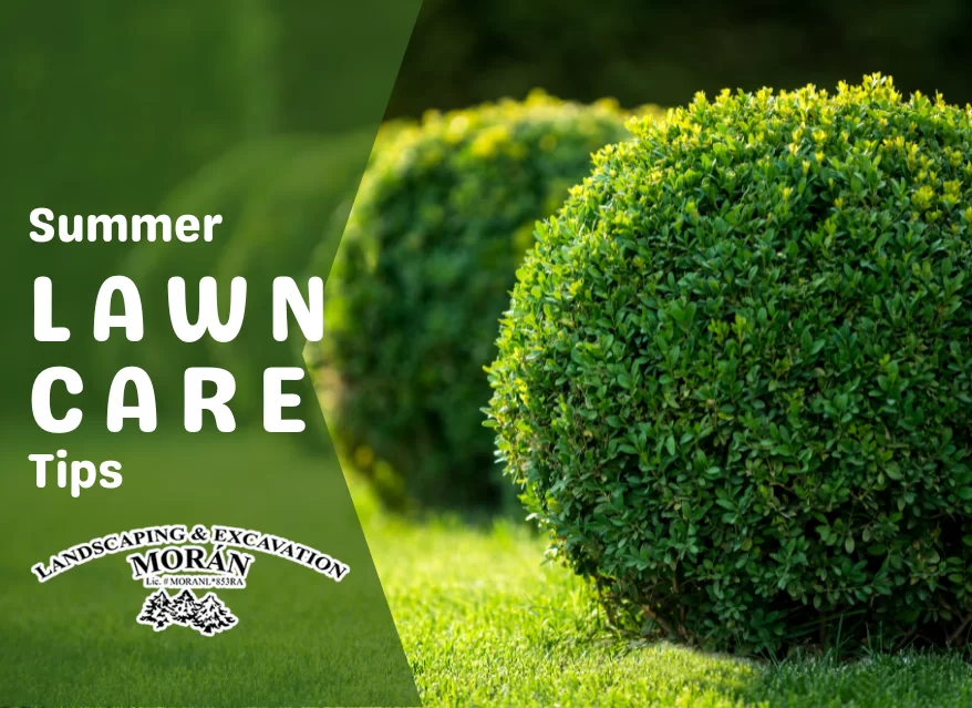 summer lawn care tips all you need for it