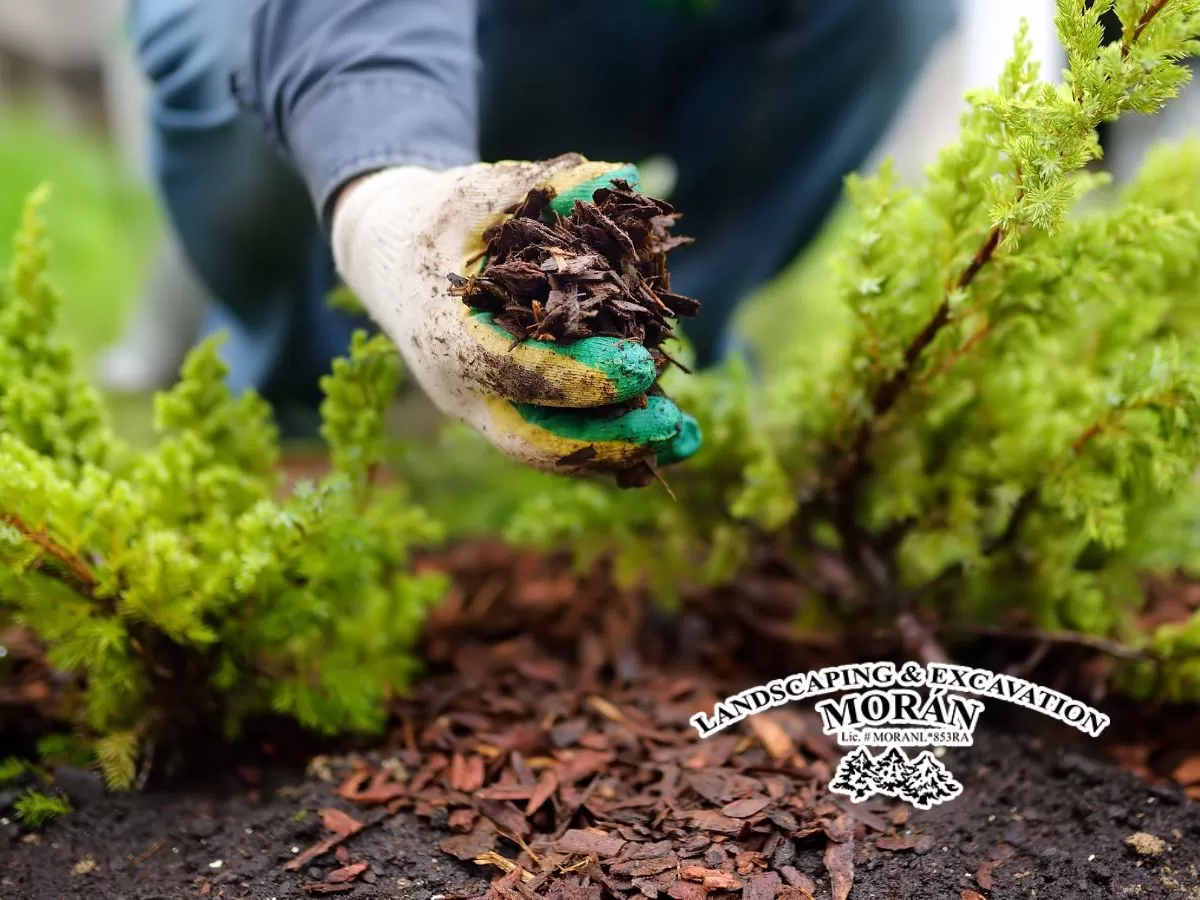 Discover how you can maintain your garden in top condition with mulching.