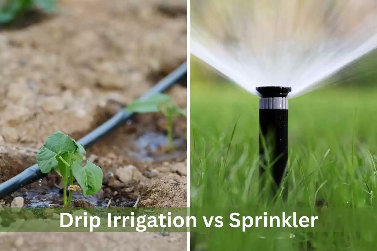drip irrigation vs sprinkler